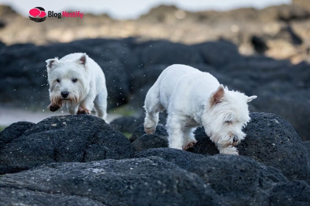 west highland white terrier