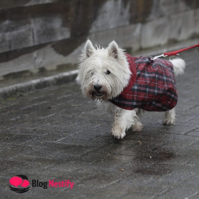 west highland white terrier